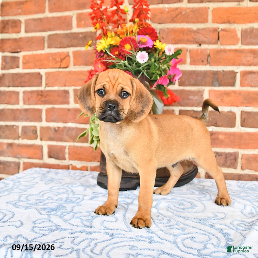 Puggle dogs Simpkins - Ad 2