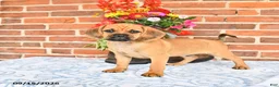 Puggle dogs for sale: Simpkins - Ad 2