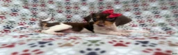 Beagle dogs for sale: Wynona - Ad 6