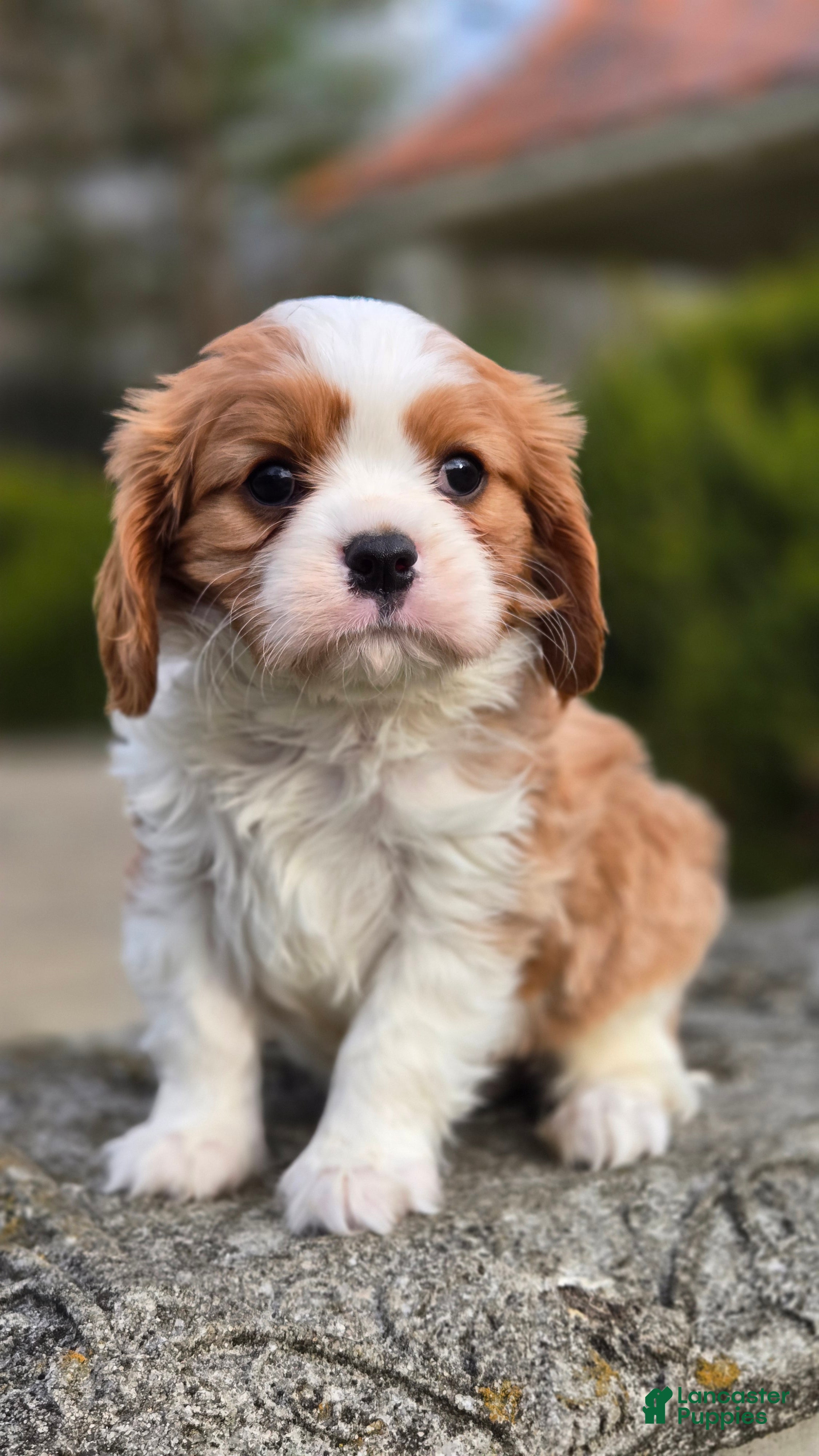 Cavalier King Charles Spaniel dogs Zack - Ad 1