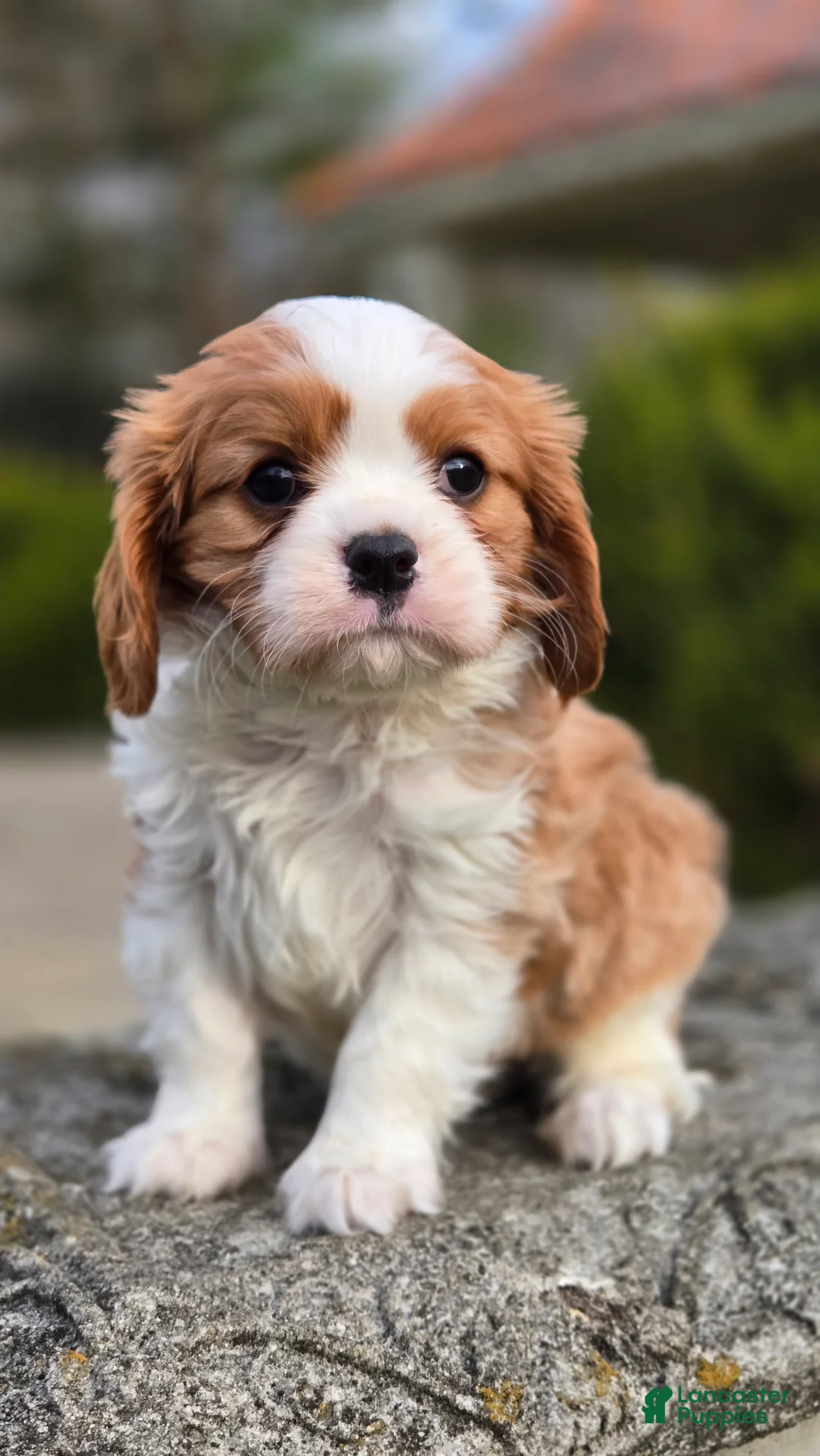 Cavalier King Charles Spaniel dogs for sale: Zack - Ad 1