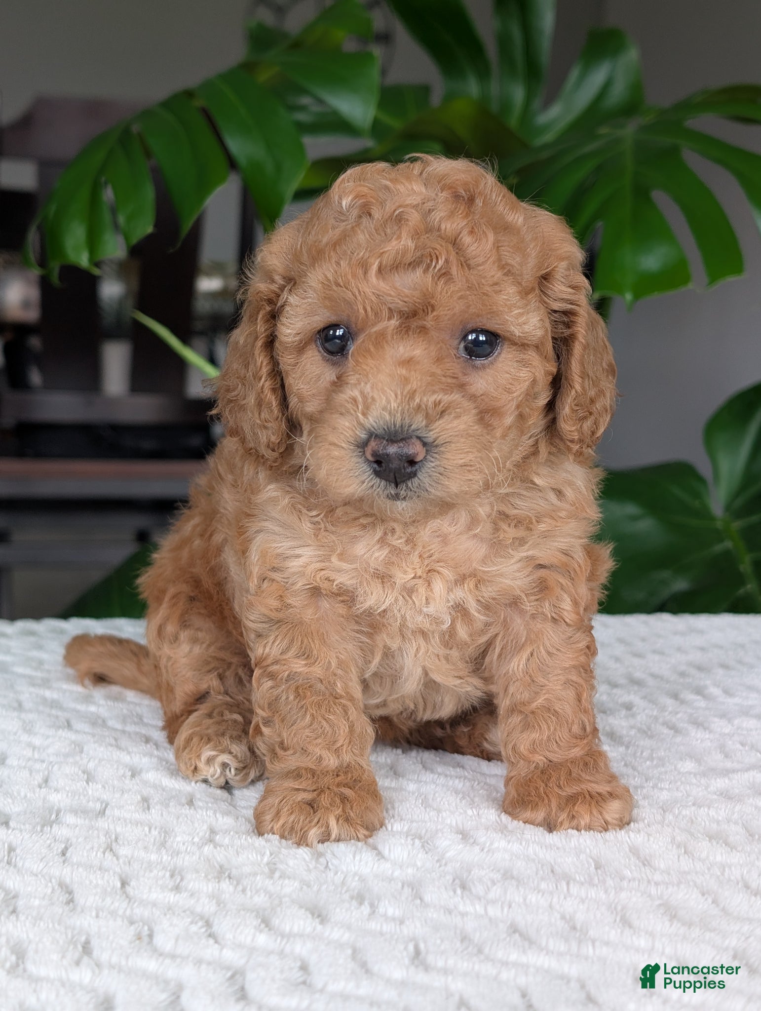 Bichpoo dogs Daisy  - Ad 2