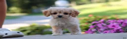 Cavapoo dogs for sale: Sky - Ad 5