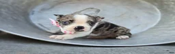 Boston Terrier dogs for sale: Dolly - Ad 3