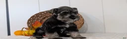 Miniature Schnauzer dogs for sale: Zeke - Ad 6