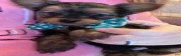 Yorkshire Terrier dogs for sale: Yorkshire Terrier Puppy 1 - Ad 4