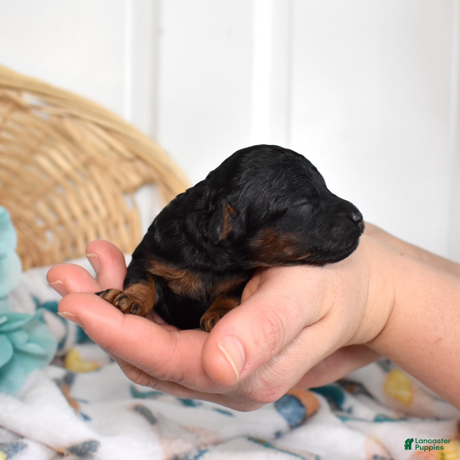 Miniature Poodle dogs Jewel - Ad 1