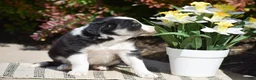 Border Collie dogs for sale: Darcy - Ad 3