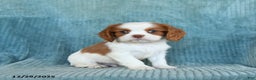 Cavalier King Charles Spaniel dogs for sale: Comet - Ad 1