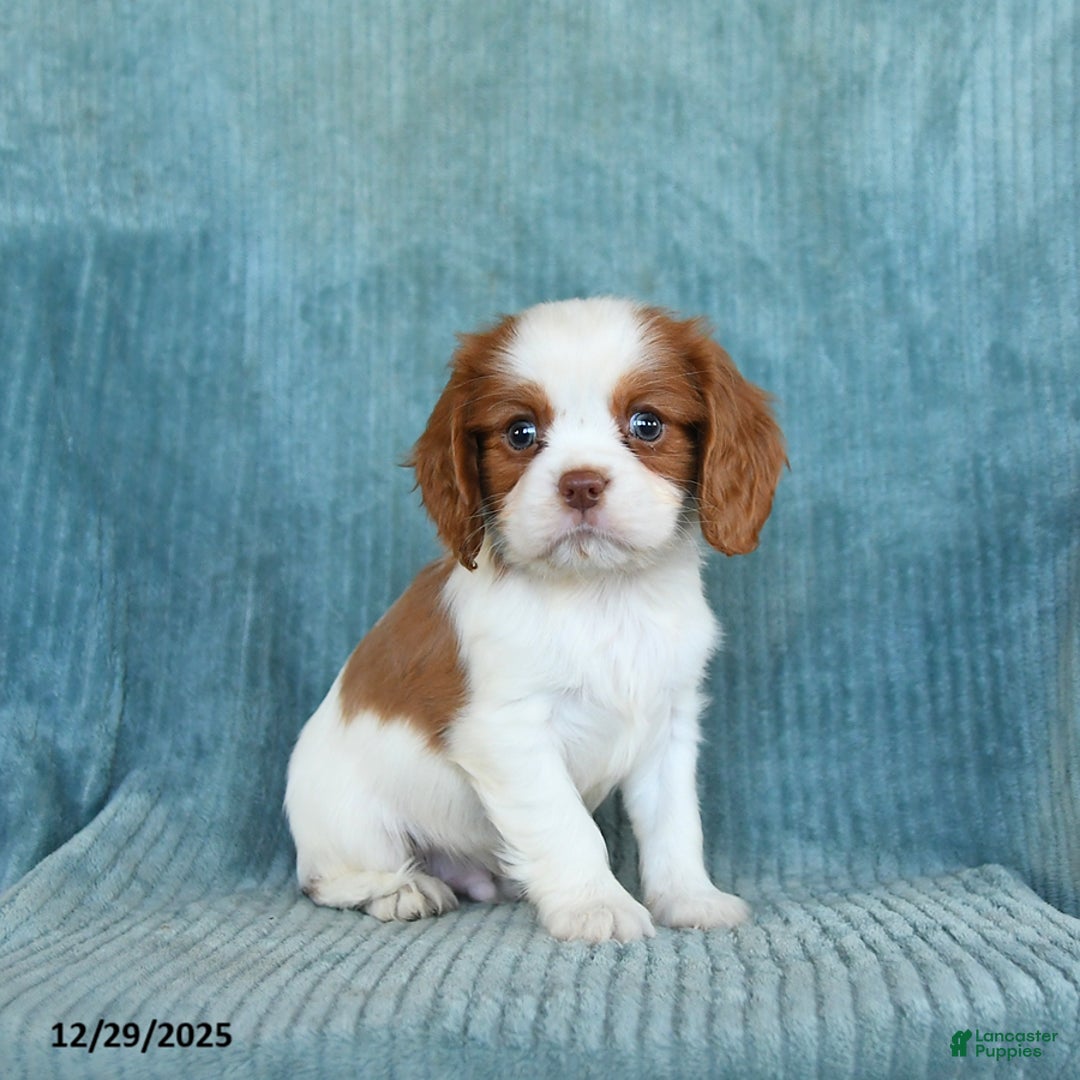 Cavalier King Charles Spaniel dogs for sale: Comet - Ad 1