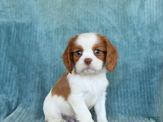 Cavalier King Charles Spaniel dogs Comet - Ad 15