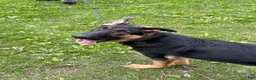 German Shepherd dogs for sale: Duke - Ad 2