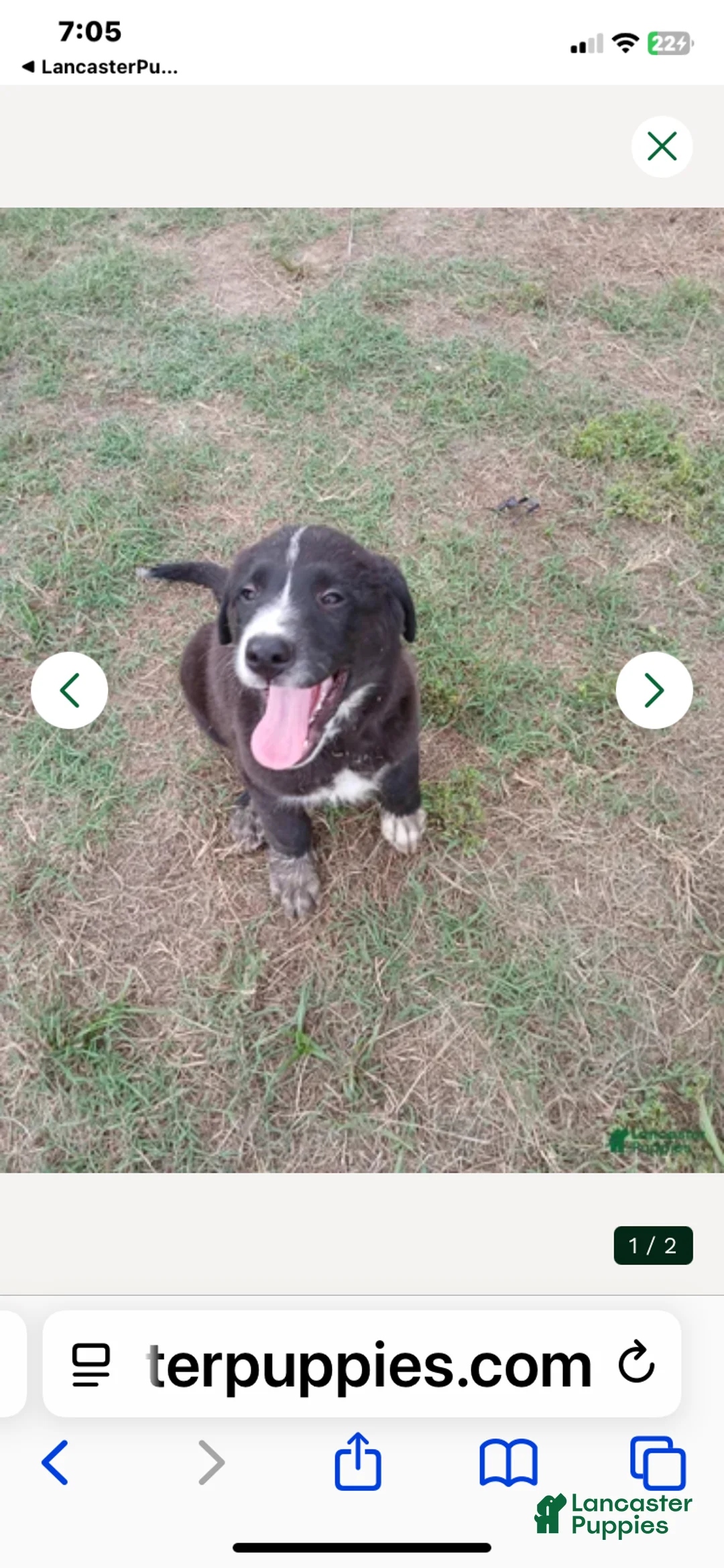 Mixed Breed dogs for sale: Bear - Ad 2