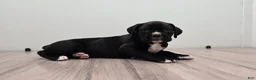 Boxer dogs for sale: Pepper - Ad 4