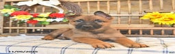 Mixed Breed dogs for sale: Omelet  - Ad 9