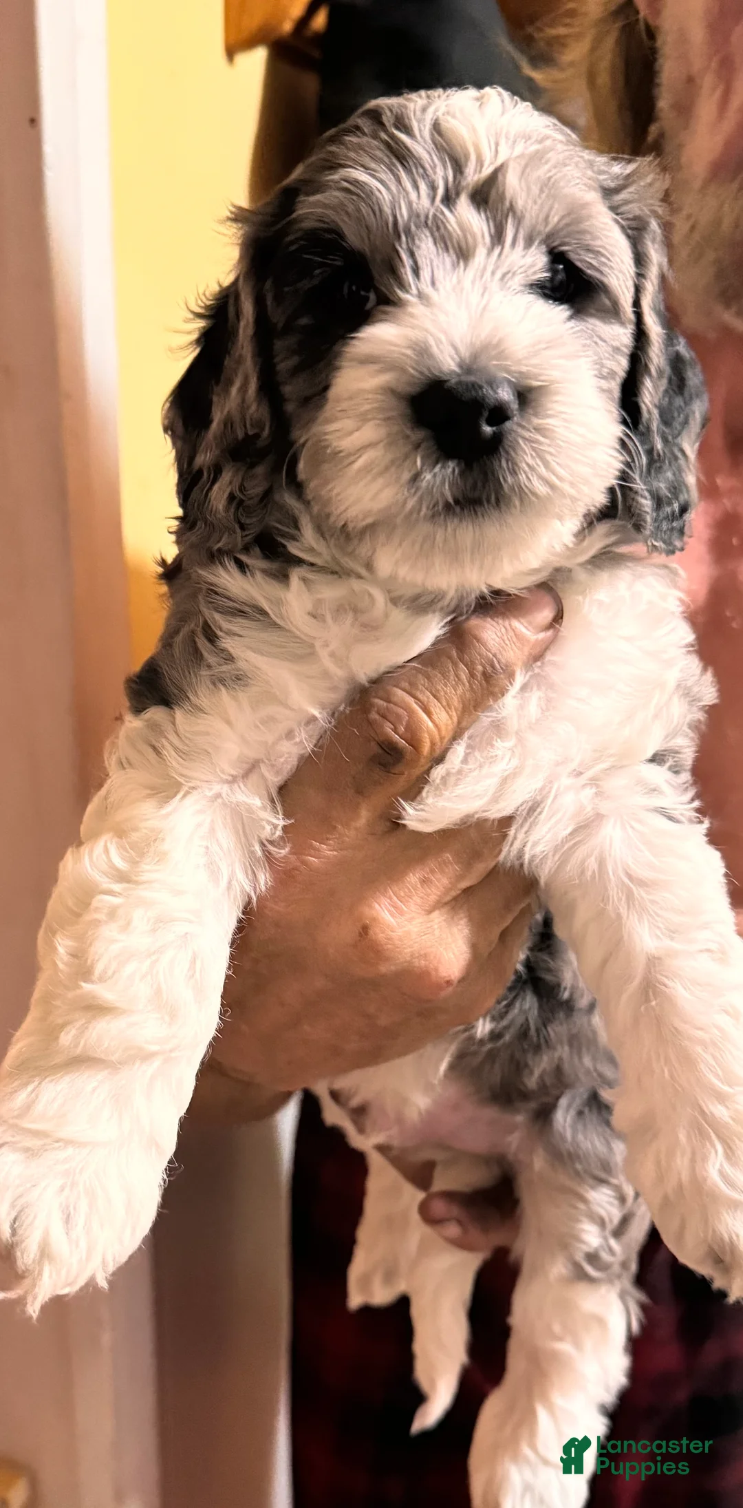 Cockapoo dogs for sale: Cockapoo Puppy 1 - Ad 1