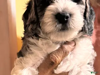 Cockapoo dogs Cockapoo Puppy 1 - Ad 28