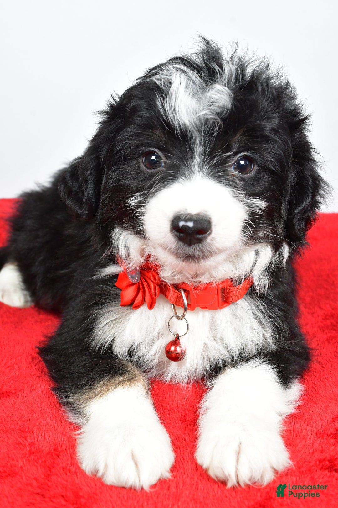 Mini Aussiedoodle dogs for sale: Gabrielle - Ad 6