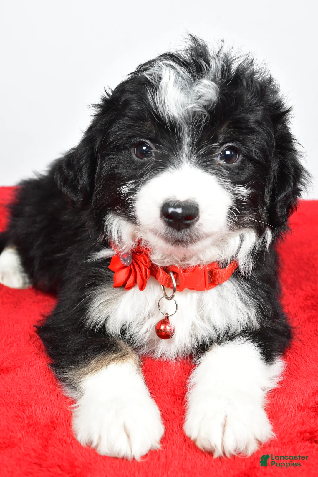 Mini Aussiedoodle dogs for sale: Gabrielle - Ad 6