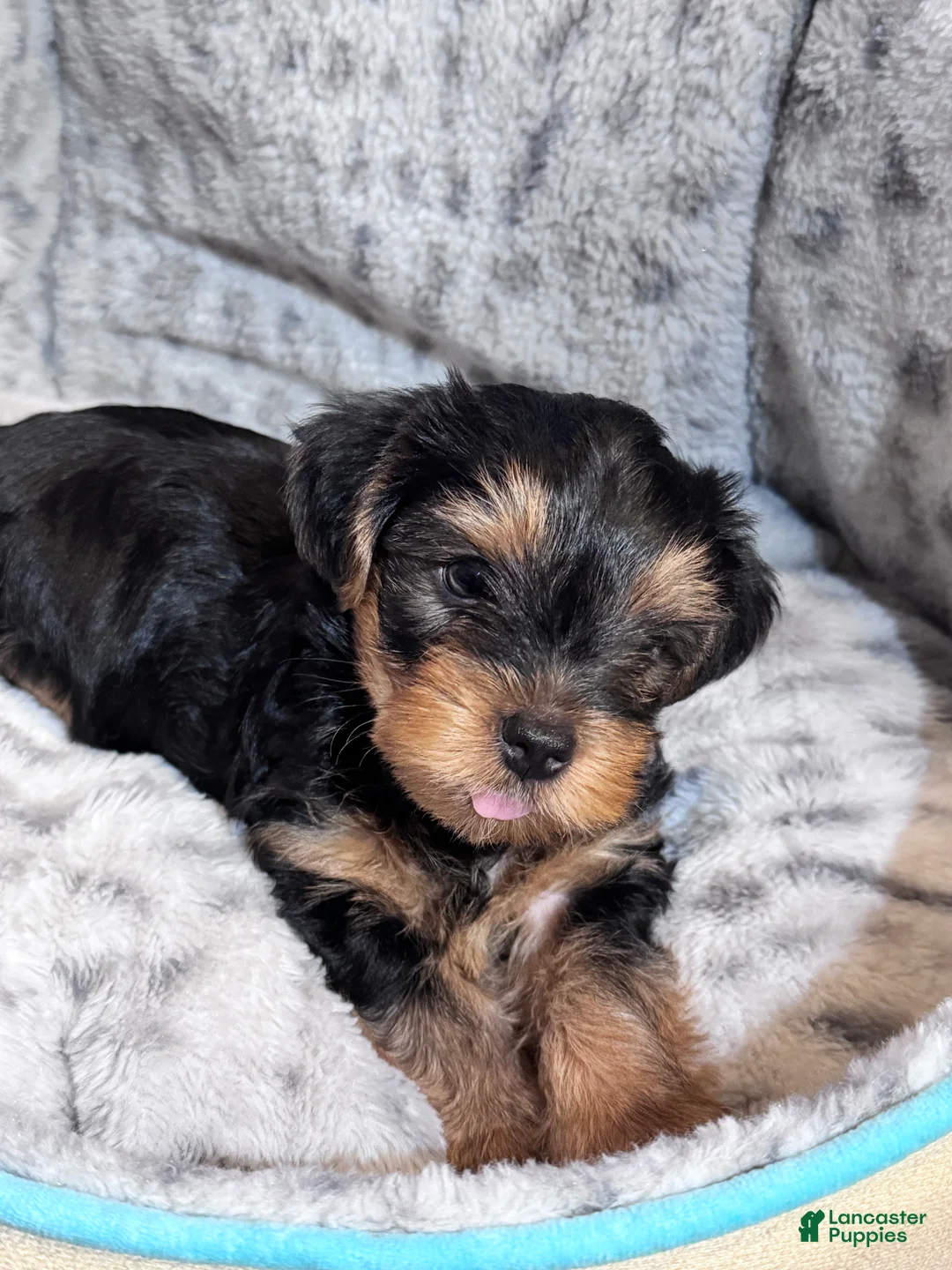 Yorkshire Terrier dogs for sale: Buddy - Ad 2