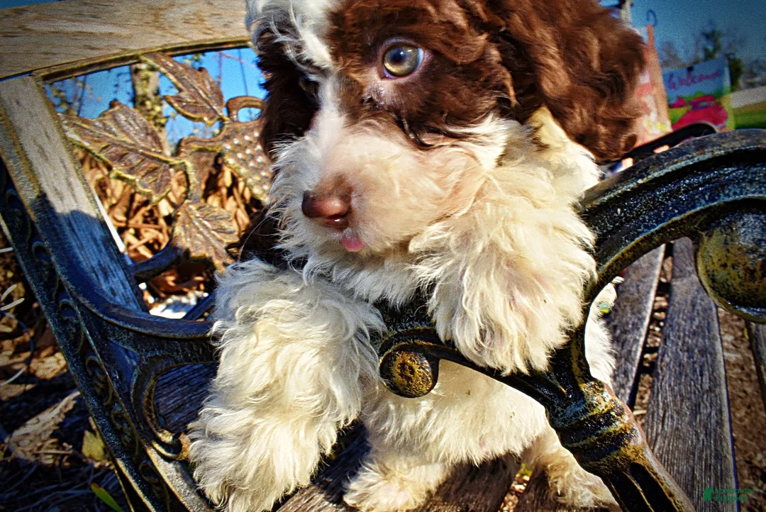 Havapoo dogs for sale: Simba - Ad 6