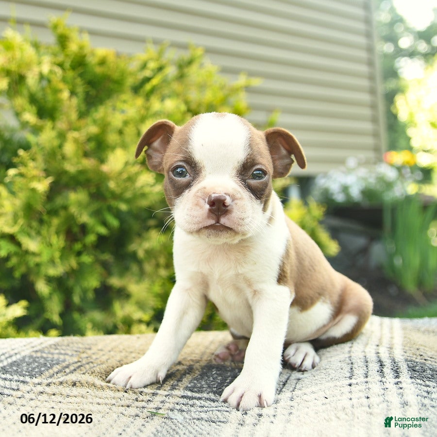 Boston Terrier dogs Beauty  - Ad 1