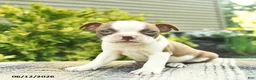 Boston Terrier dogs for sale: Beauty  - Ad 1
