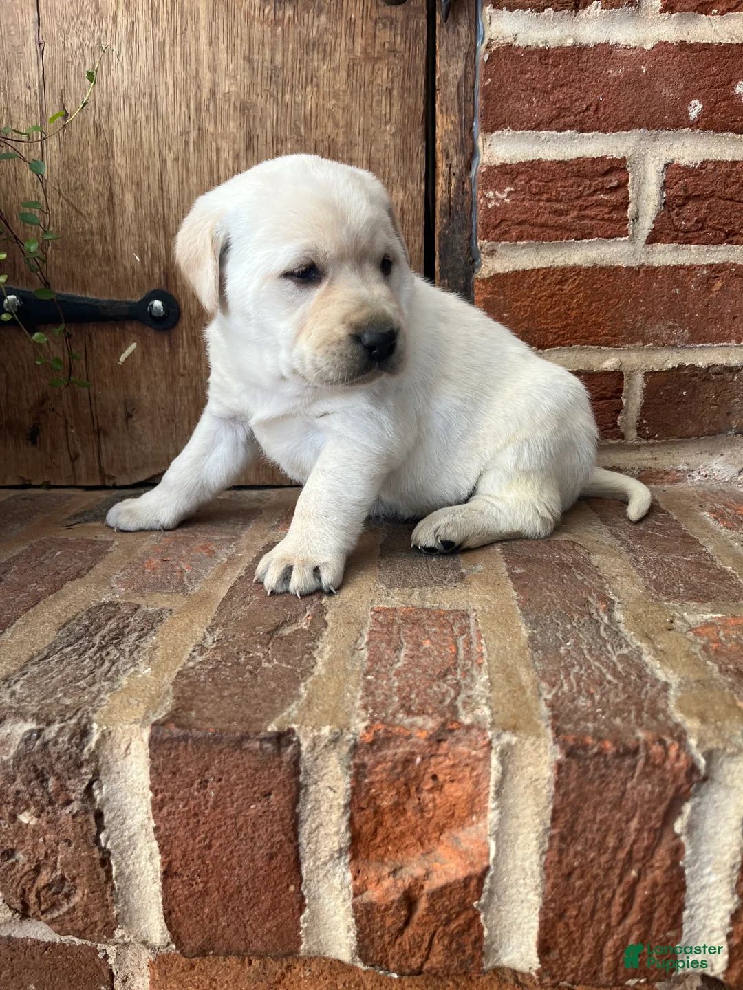 Labrador Retriever dogs for sale: Honey - Ad 1
