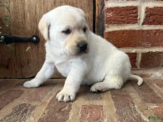 Labrador Retriever dogs Honey - Ad 25