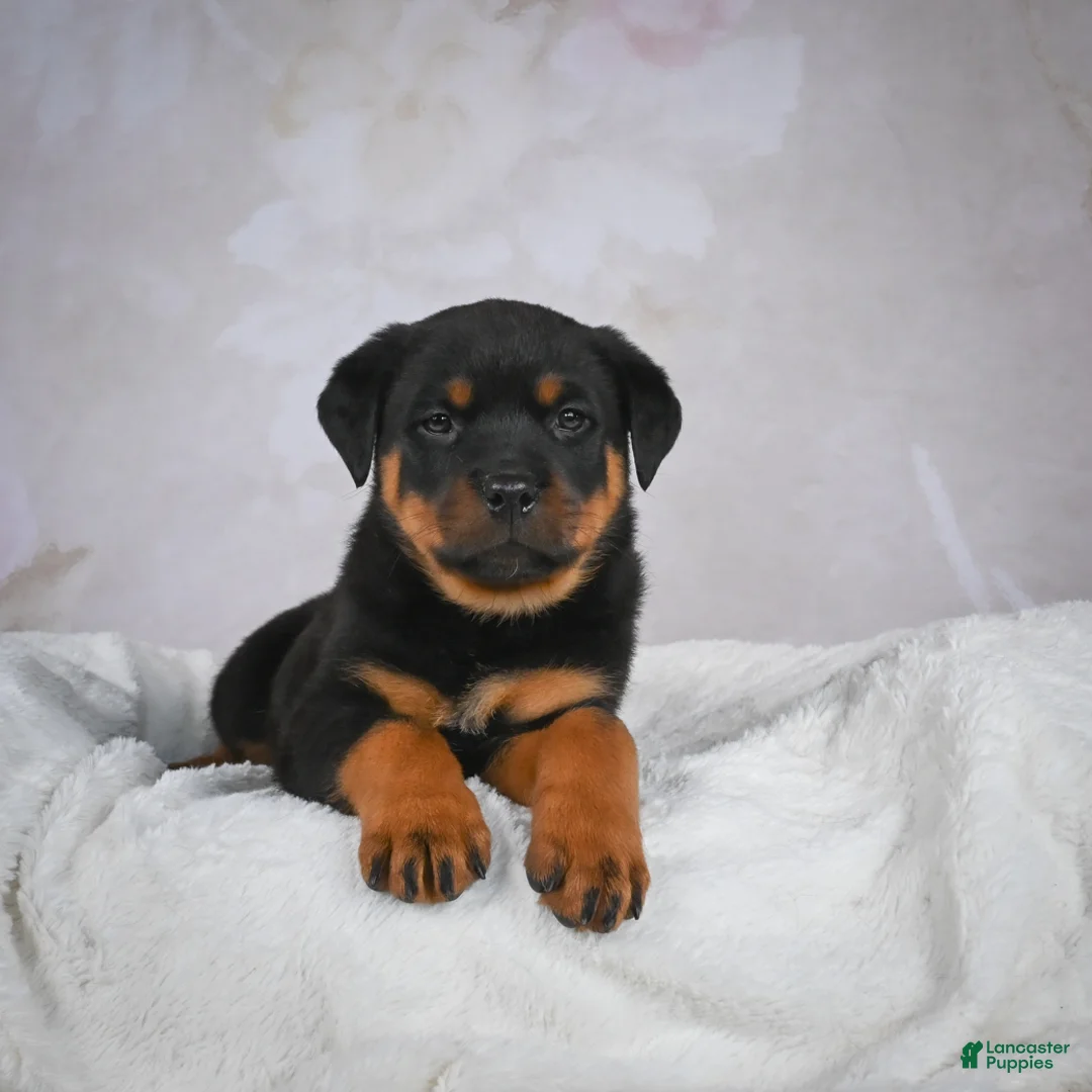 Rottweiler dogs for sale: Turbo - Ad 15