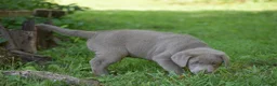 Labrador Retriever dogs for sale: Thunder - Ad 7