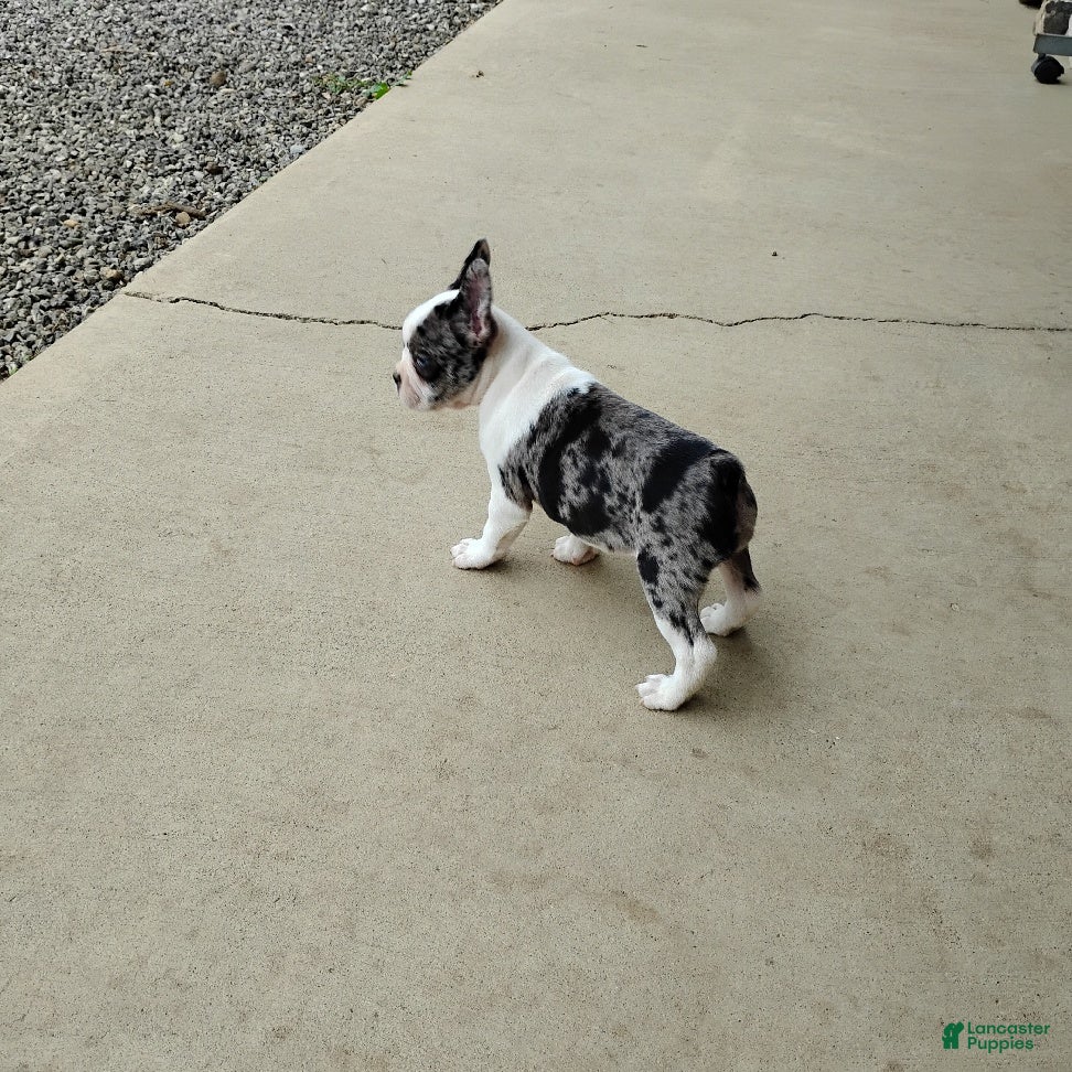 Boston Terrier dogs Rosalie - Ad 2