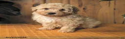 Miniature Poodle dogs for sale: Blubber - Ad 1