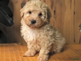 Miniature Poodle dogs Blubber - Ad 14