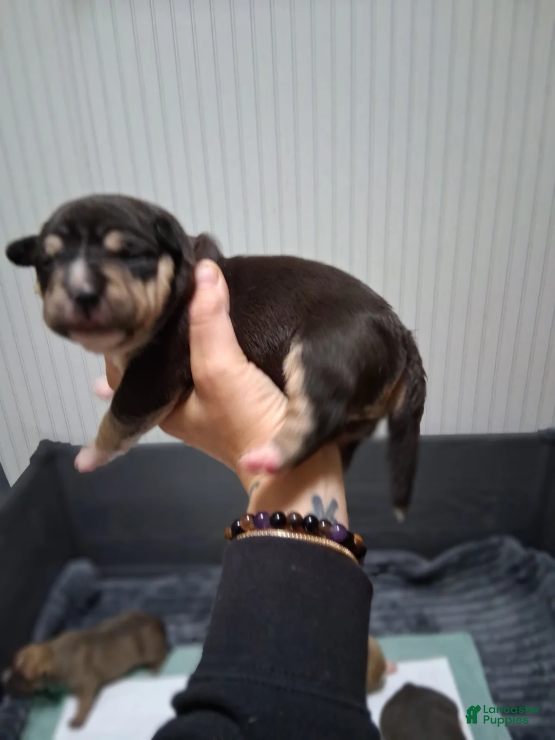 American Bully dogs for sale: American Bully Puppy 5 - Ad 2