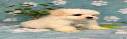 Malshi dogs for sale: Miles - Ad 3