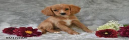Cavapoo dogs for sale: Kyle - Ad 4