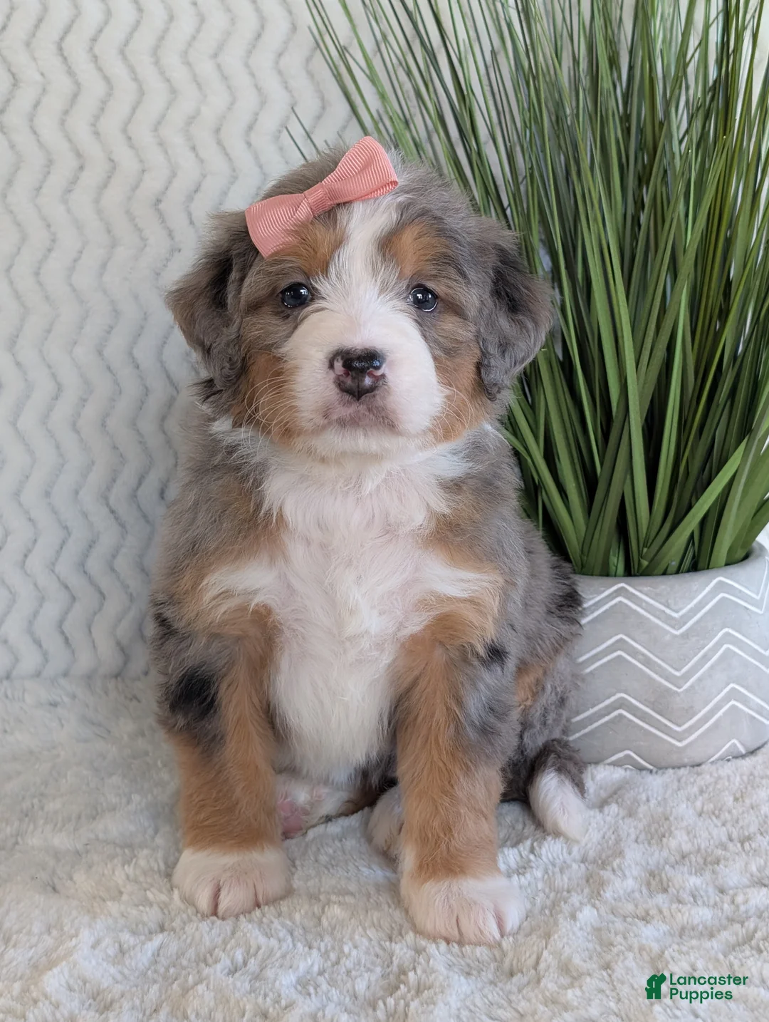 Mini Bernedoodle dogs for sale: Mini Indy  - Ad 26