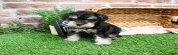 Miniature Schnauzer dogs for sale: Angel - Ad 4