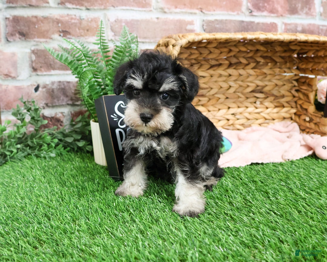 Miniature Schnauzer dogs for sale: Angel - Ad 4