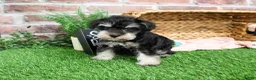 Miniature Schnauzer dogs for sale: Angel - Ad 10
