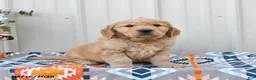 Golden Retriever dogs for sale: General  - Ad 3