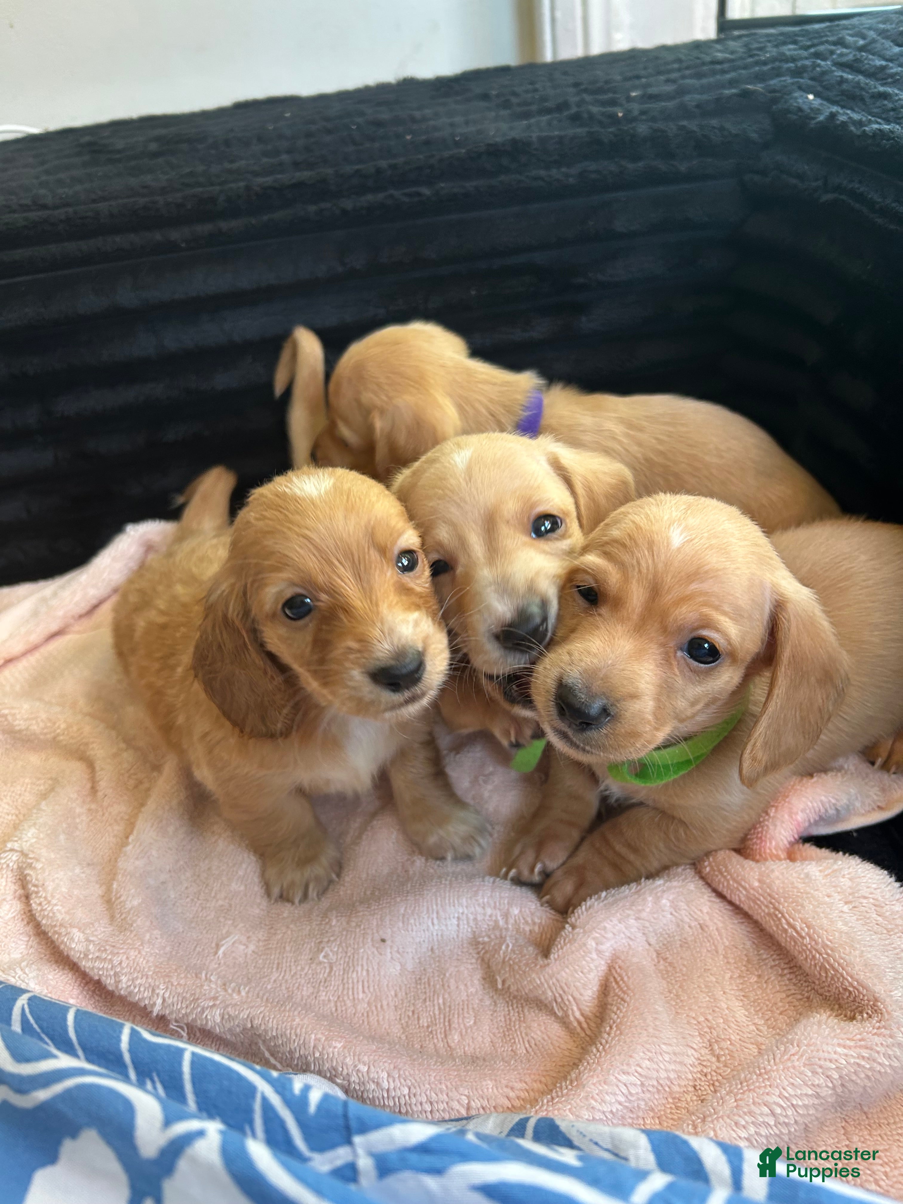Miniature Dachshund dogs Cream Miniature Dachshund Puppy  - Ad 5