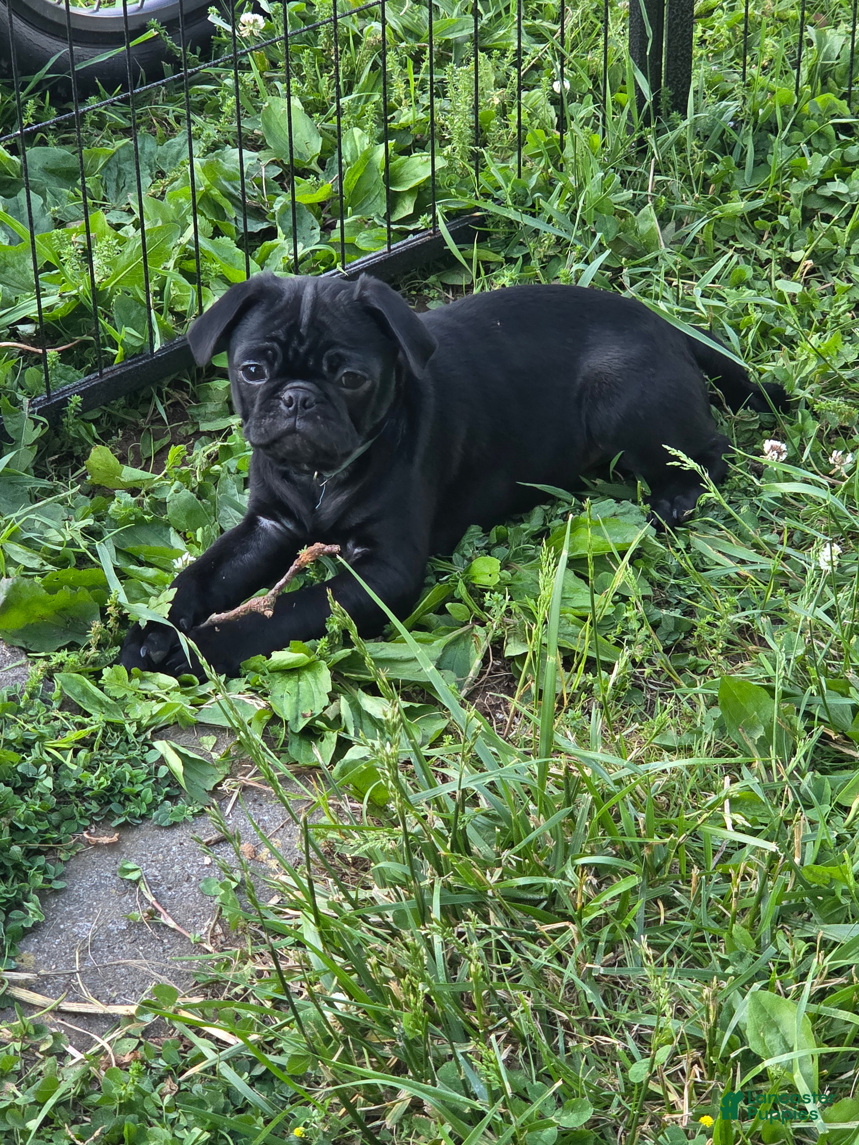 Pug dogs Onyx - Ad 2