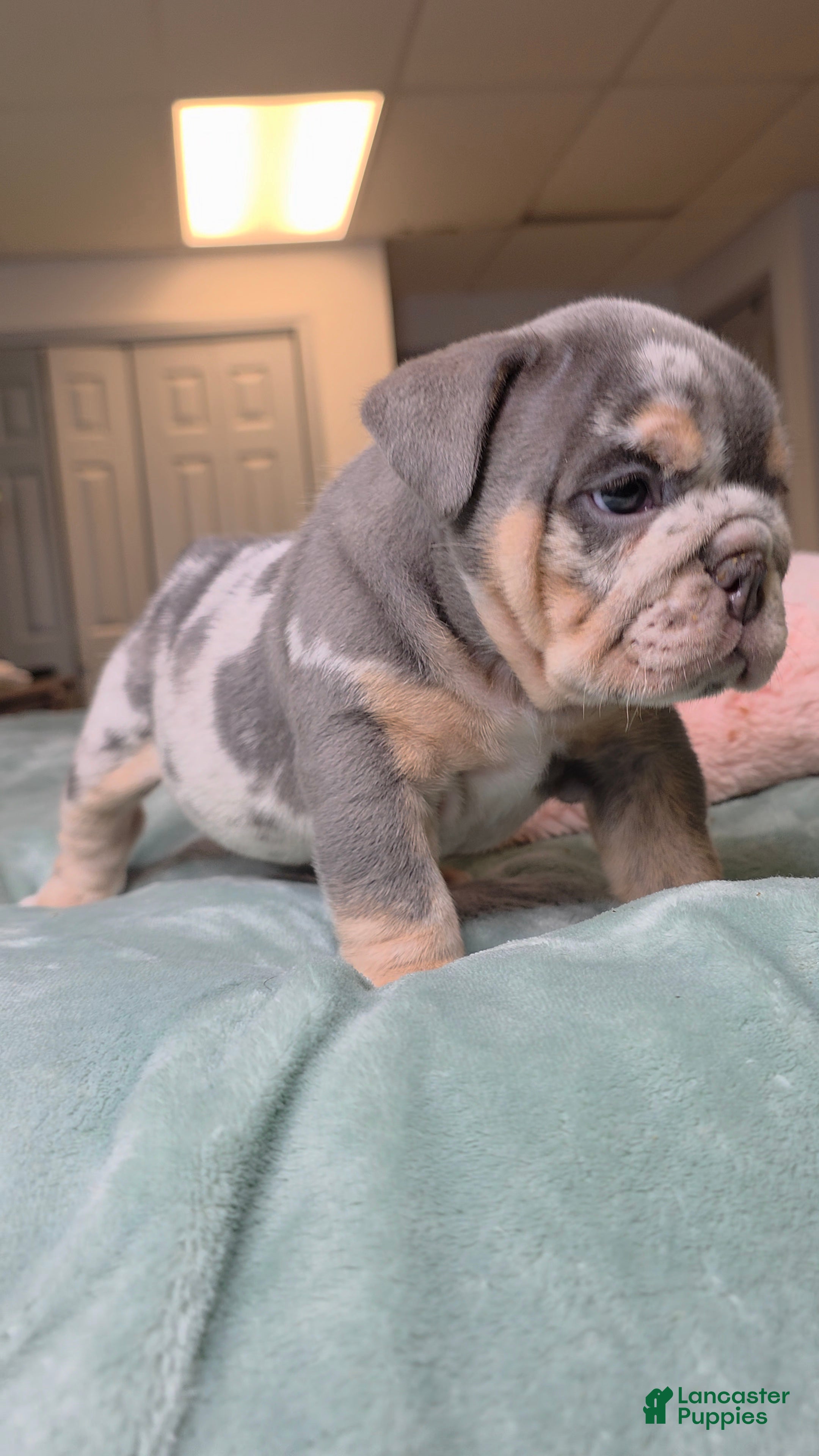 English Bulldog dogs for sale: Bambi - Ad 1