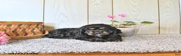 Cocker Spaniel dogs for sale: Cassandra - Ad 3