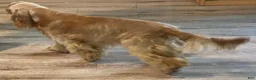 Cockapoo dogs for sale: Caprice - Ad 15