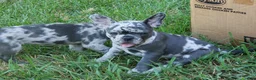 French Bulldog dogs for sale: Violet - Ad 5