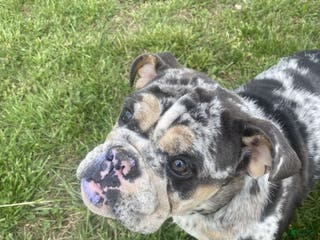 English Bulldog dogs English Bulldog Puppy 2 - Ad 38