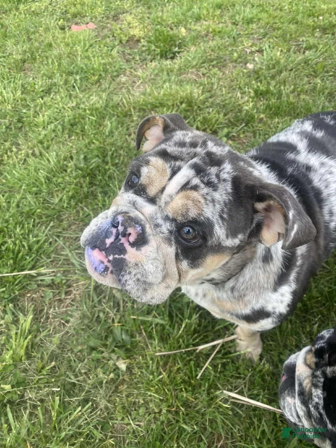 English Bulldog dogs for sale: English Bulldog Puppy 2 - Ad 1